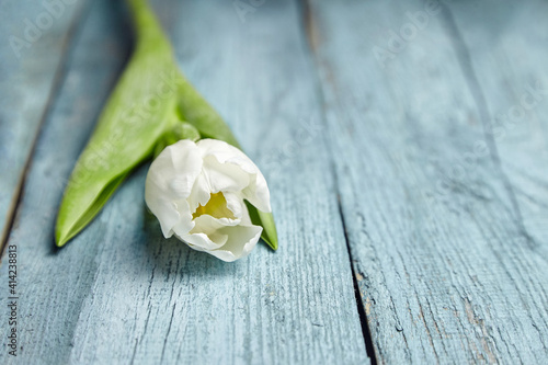 White tulip flower on light blue wooden background