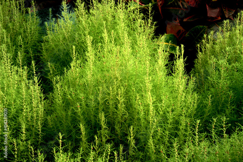 Closeup of bassia scoparia in a field under the sunlight with a blurry background photo