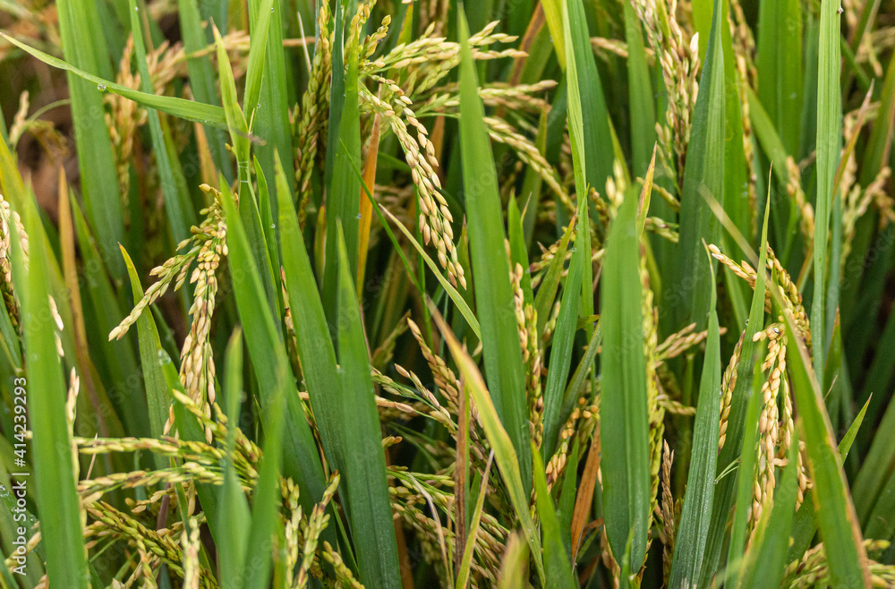 Bullapur, Karnataka, India - November 9, 2013: Closeup of riping green and yellow rice stalks.