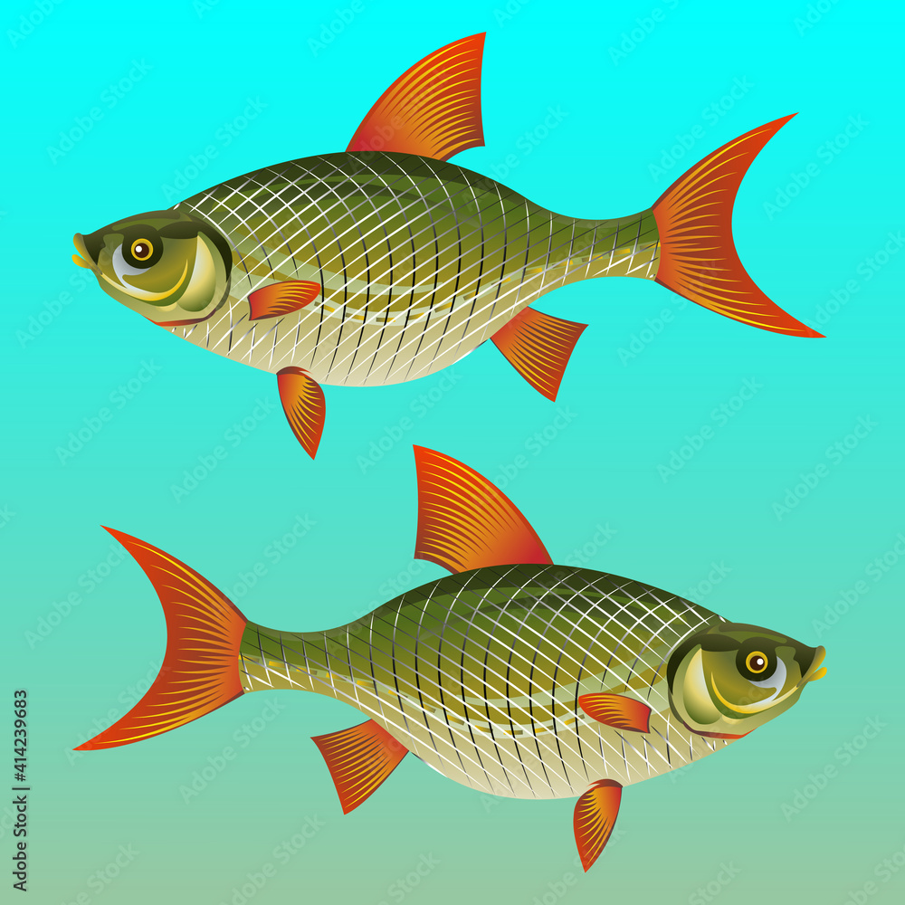 Rudd fish Rudd fish