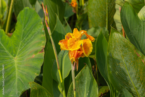 Bullapur, Karnataka, India - November 9, 2013: Closeup of wild yellow-orange canna lily flower along road. photo