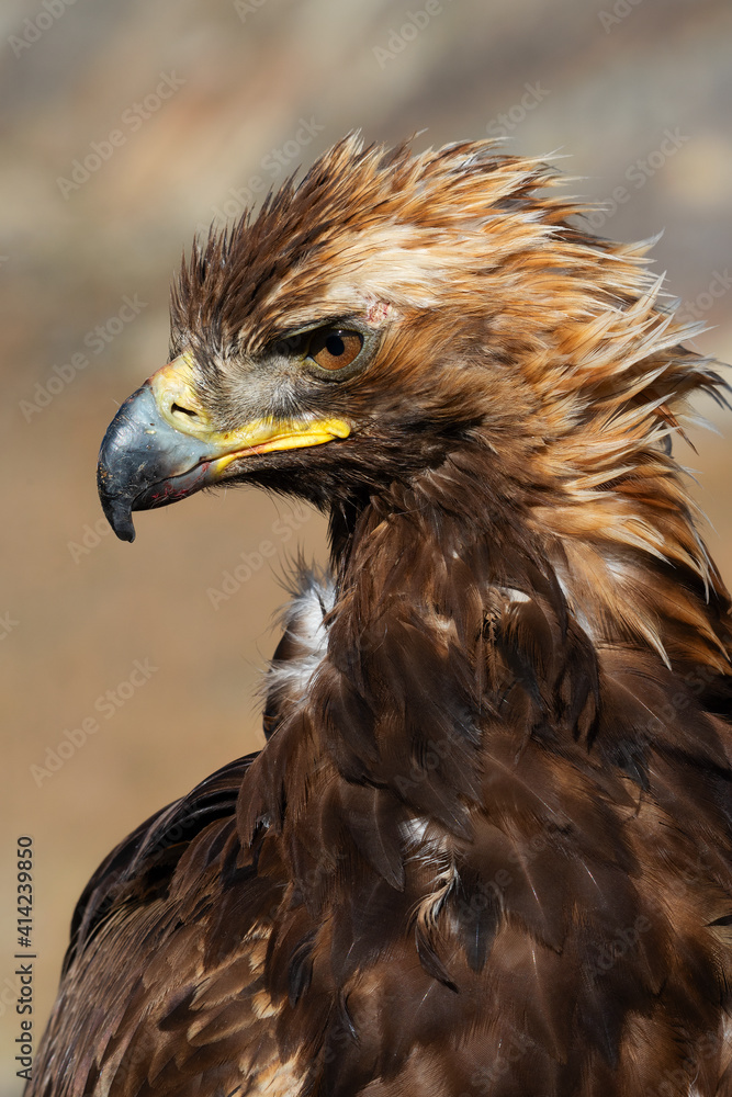 Obraz premium Head of the Golden eagle. It is the bird educated for falconry, the popular hunting style of the Mongolian Altai region.