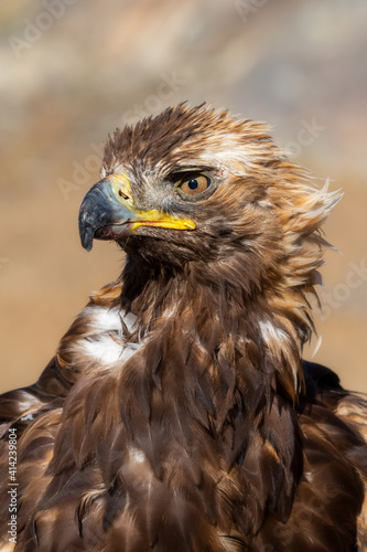 Head of the Golden eagle. It is the bird educated for falconry  the popular hunting style of the Mongolian Altai region.