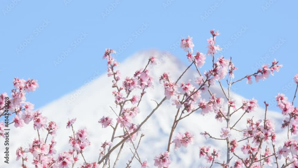 Early spring almond or sakura or cherry blossoms against the backdrop of a snow-covered volcano peak Early spring almond or sakura or cherry blossoms against the backdrop of a snow-covered volcano peak