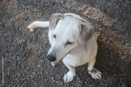 white puppy dog