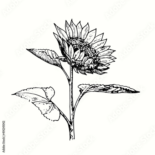 Hand drawn sunflower on stem with leaves. Ink black and white drawing. Vector illustration.