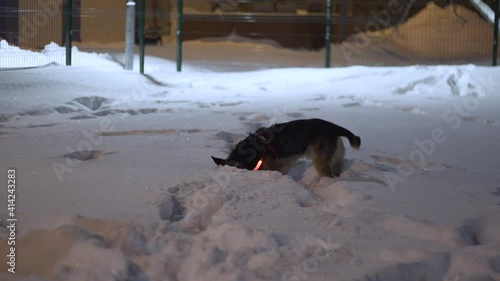 a black dog of breed German shepherd in a red collar stands at night in the snow and plays with a toy photo