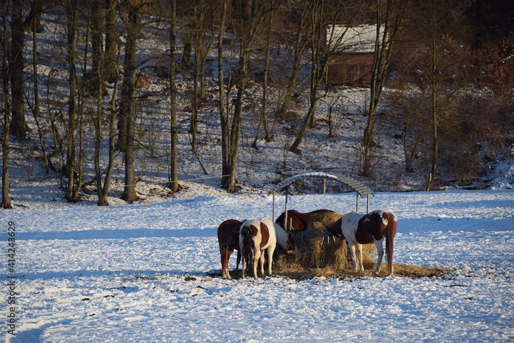 a herd of horses feeds at a feeder on a snowy meadow