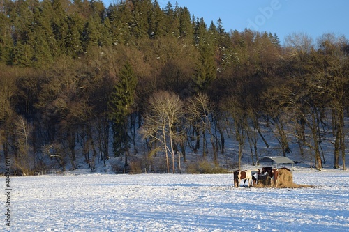 a herd of horses feeds at a feeder on a snowy meadow