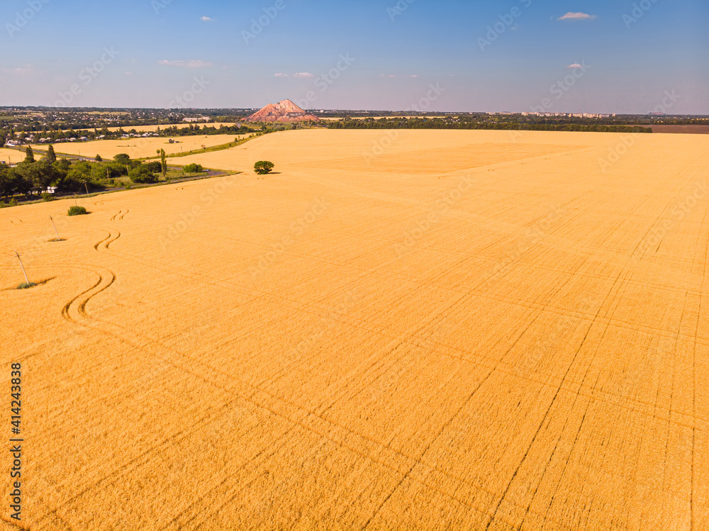 Aerial view of ripening wheat crop fields on farm under sky on farm