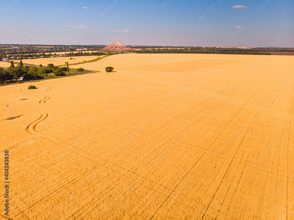 Obraz premium Aerial view of ripening wheat crop fields on farm under sky on farm