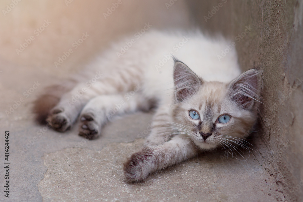 A small adorable white kitten with big blue eyes lies on the pavement and looks at the camera. A small adorable white kitten with big blue eyes lies on the pavement and looks at the camera.