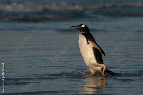 The Gentoo Penguin  Pygoscelis papua 