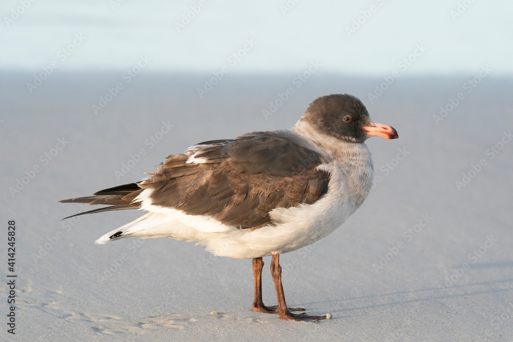 The Dolphin Gull (Larus scoresbii) The Dolphin Gull (Larus scoresbii)
