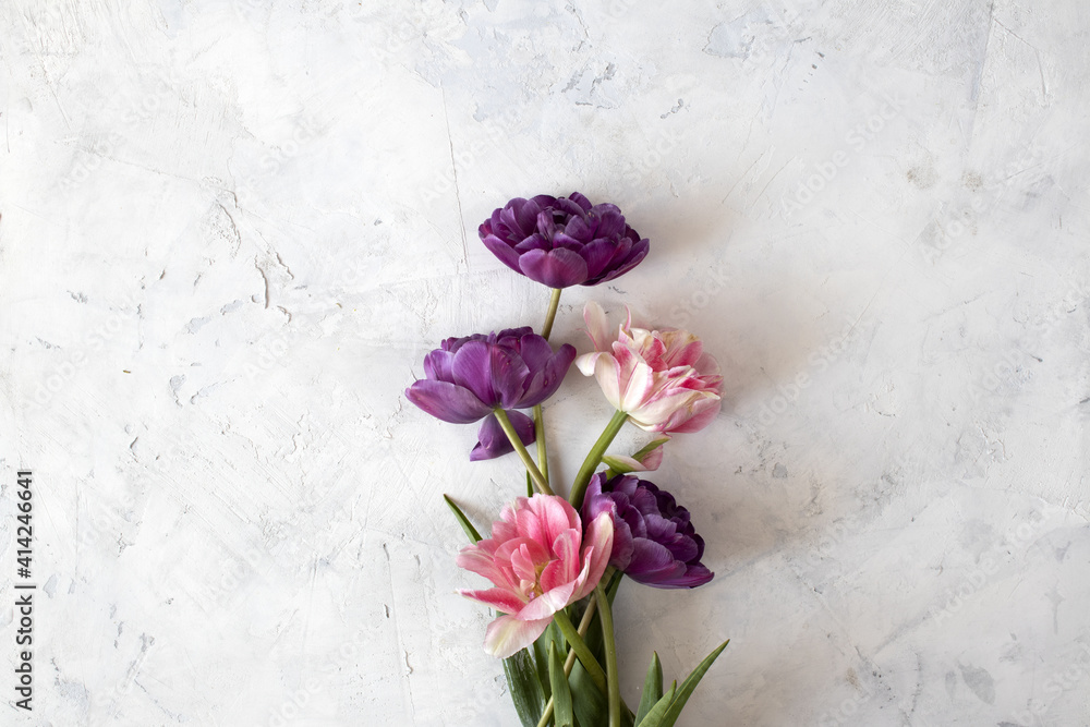 Tulips on light background. Top view. 8 march concept. Tulips on light background. Top view. 8 march concept.