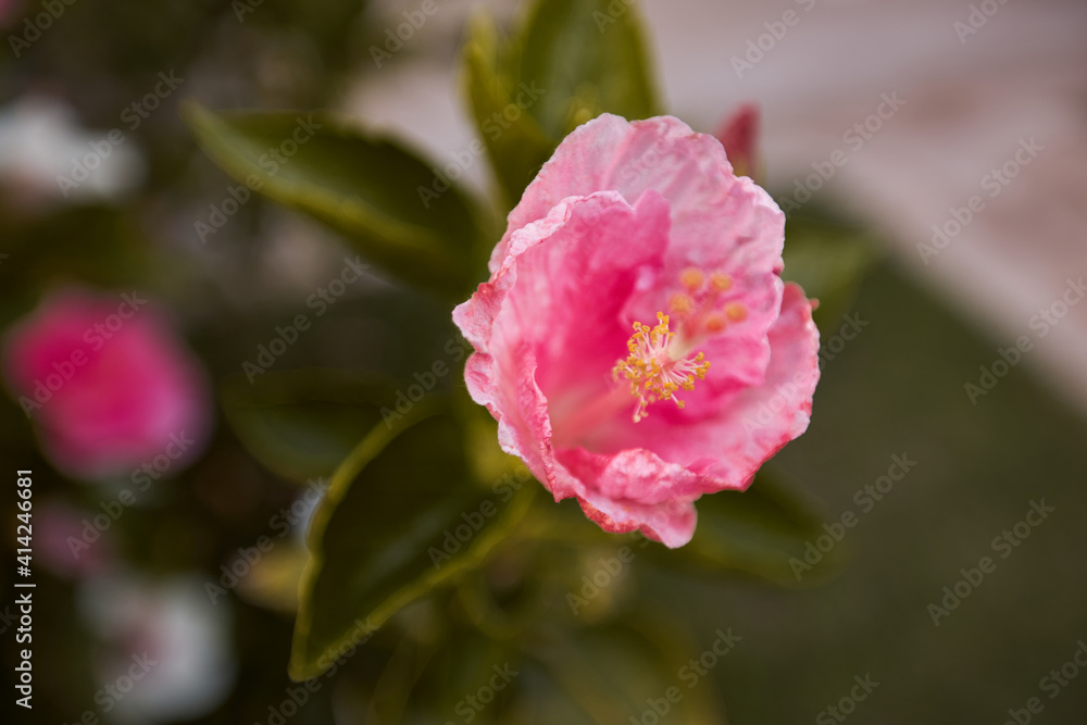 Close-up of a blooming pink hibiscus flower. Spring flower. Green leaves.