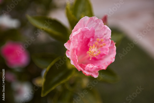 Close-up of a blooming pink hibiscus flower. Spring flower. Green leaves.