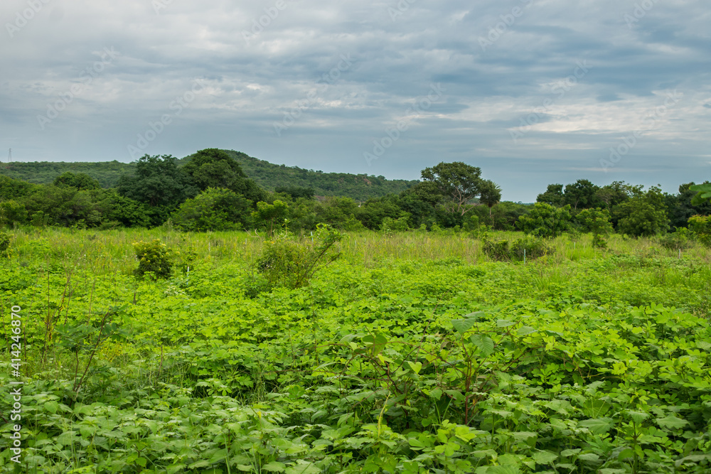 A view of the countryside of Oeiras, Piaui (caatinga biome) lush and green in the rainy season - Northeast Brazil