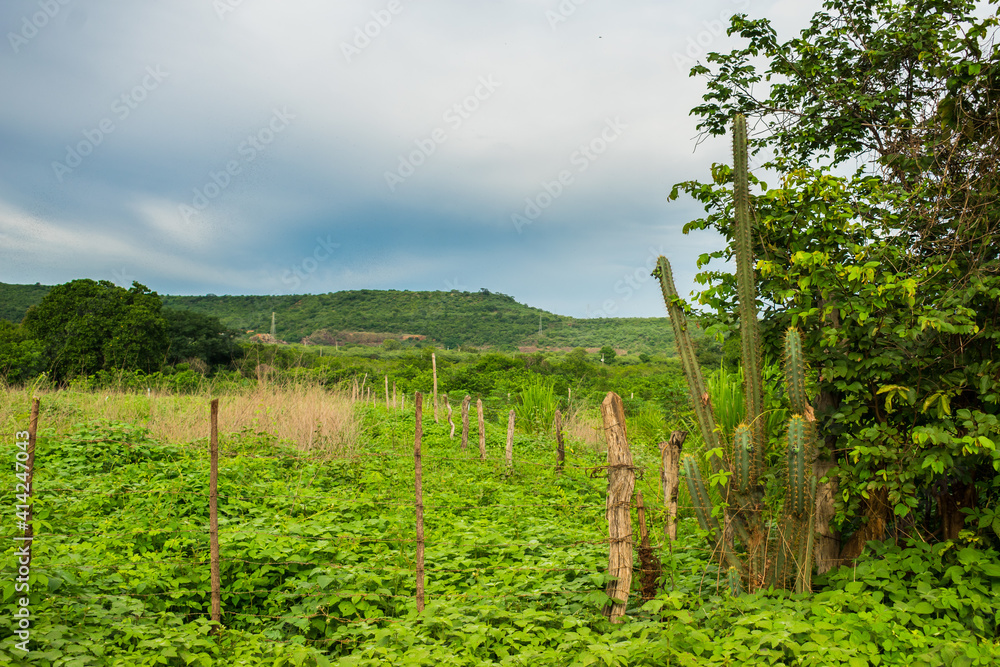 Fototapeta premium A view of the countryside of Oeiras, Piaui (caatinga biome) lush and green in the rainy season - Northeast Brazil