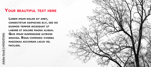 Tree and sky. Background for text, letter, poster or postcard