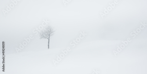 Lonely tree in snowy foggy landscape