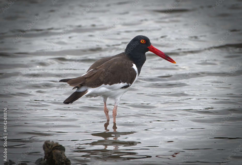 american pied oystercatcher (Haematopus palliatus) standing in shallow water american pied oystercatcher (Haematopus palliatus) standing in shallow water