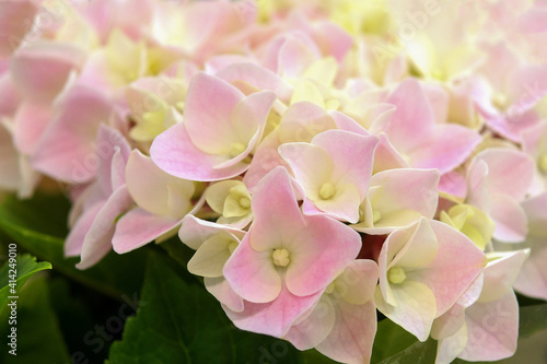background of hydrangea flowers in a delicate pink color