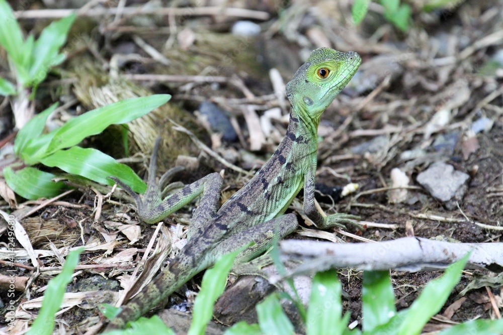Naklejka premium lizard on a rock