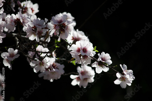 Looking at one almond blossom is not the same as looking at all the flowers on a branch.