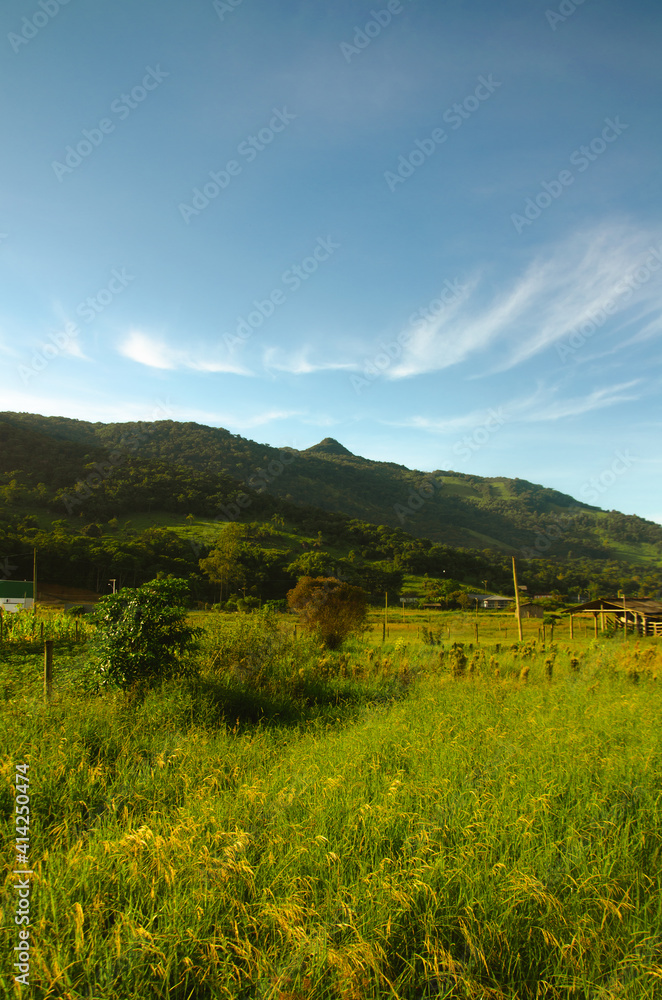 Vegetation, morning sun, high hill with a ridge