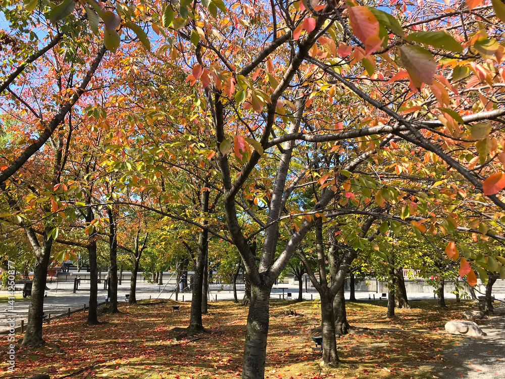 Naklejka premium autumn in the park