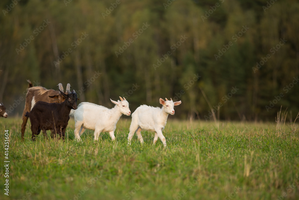Fototapeta premium Domestic goats graze in the field in summer