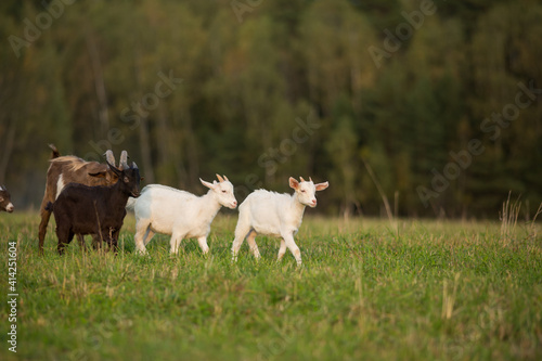 Fototapeta Naklejka Na Ścianę i Meble -  Domestic goats graze in the field in summer