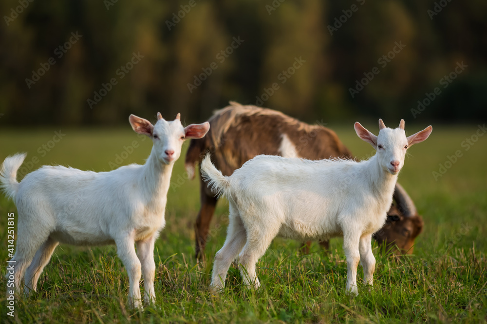 Domestic goats graze in the field in summer