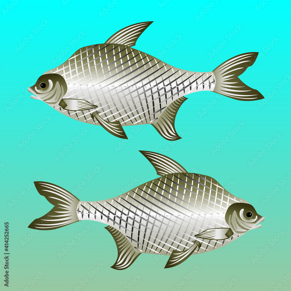 Fototapeta premium Fish bream.