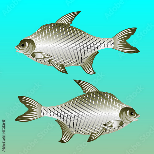 Fish bream.