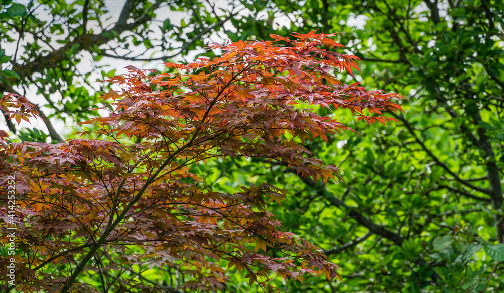Young red leaves of the Japanese maple Acer Palmatum Atropurpureum in spring garden on blurred leaves background.   Selective focus.