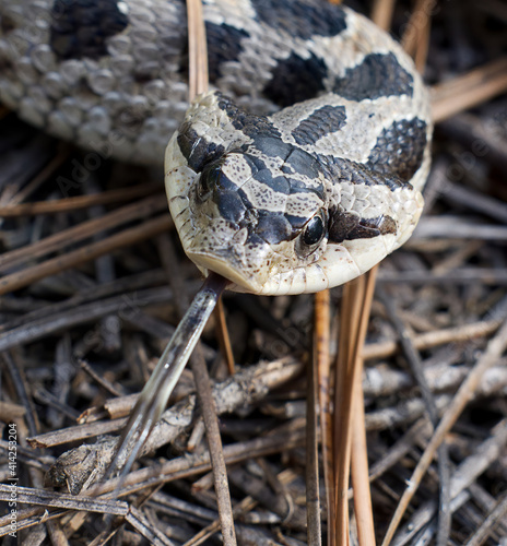 southern hognose snake (heterodon simus) head shot with tongue out , head flat and wide, in the Central Florida sand hills on long leaf pine needles  photo