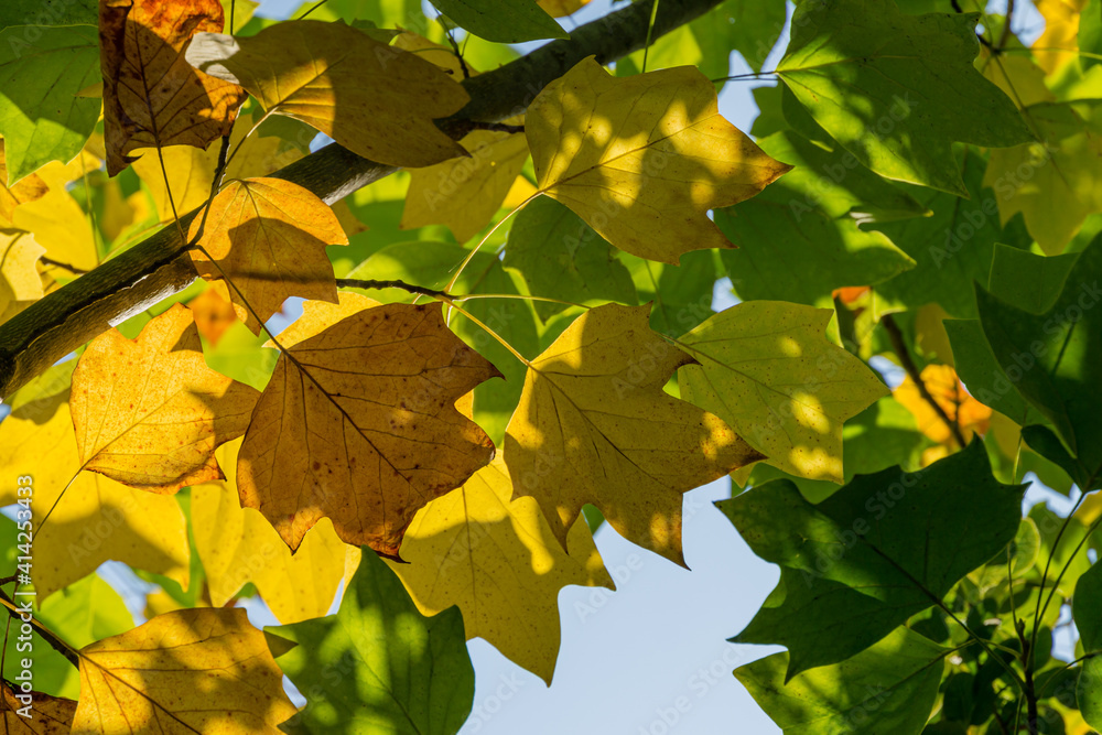 Golden and yellow leaves of Tulip tree (Liriodendron tulipifera). Close-up autumn foliage of American or Tulip Poplar on blue sky background. Selective focus. There is place for text Golden and yellow leaves of Tulip tree (Liriodendron tulipifera). Close-up autumn foliage of American or Tulip Poplar on blue sky background. Selective focus. There is place for text
