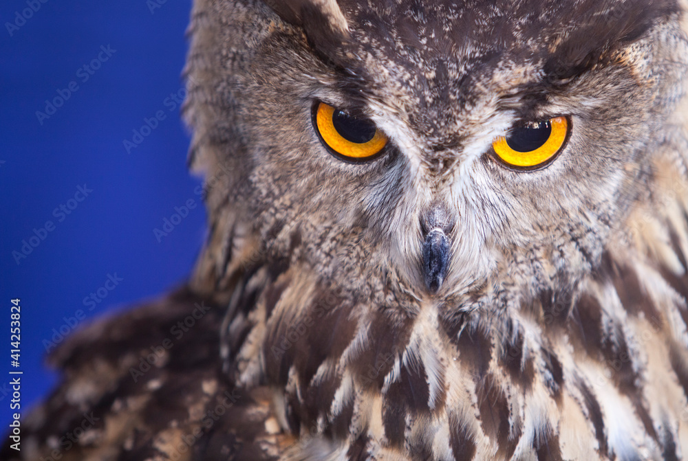 Obraz premium Indian eagle-owl over blue background
