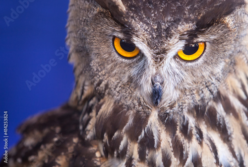 Indian eagle-owl over blue background