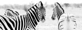 zebras black and white namibia etosha