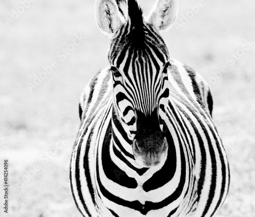 zebras black and white namibia etosha