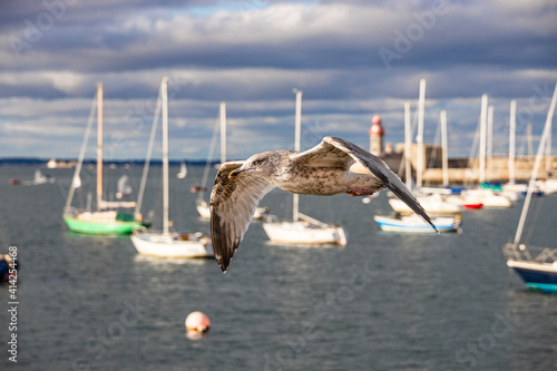 Seagull in flight with marina in the background