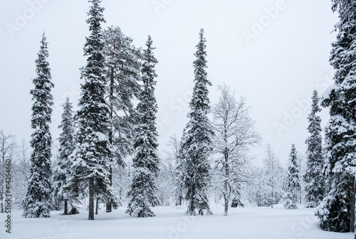 Frozen forest in the Finnish polar winter