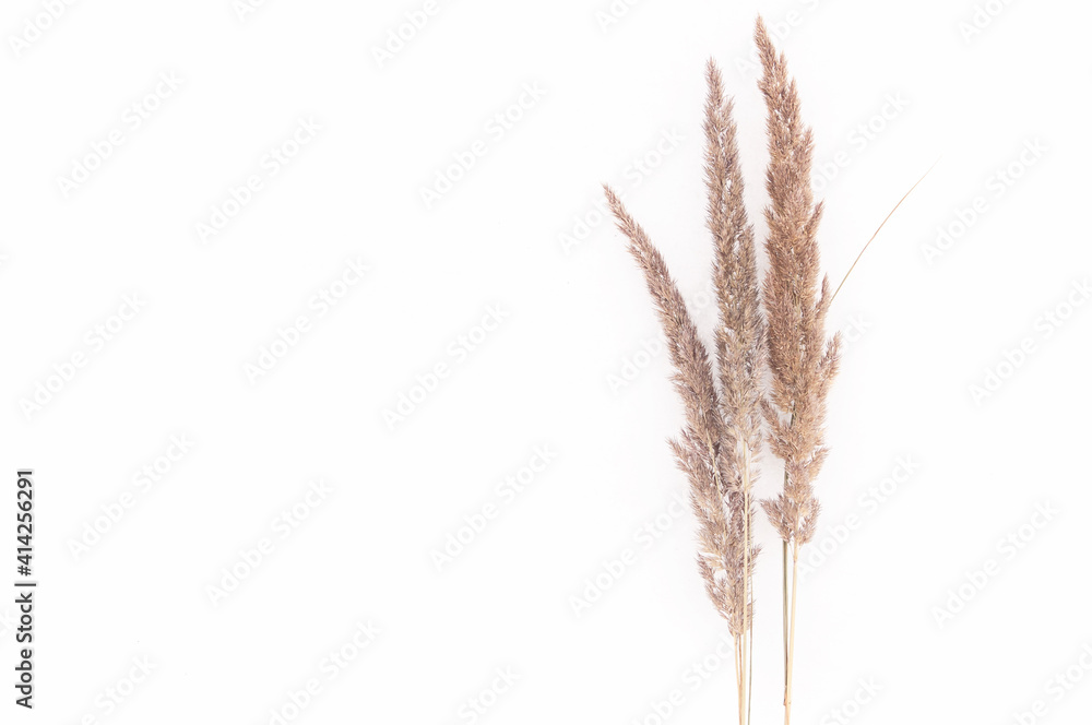 dry autumn grass brown wild on white snow dry autumn grass brown wild on white snow