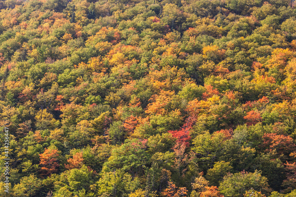 Canada, Nova Scotia, Cabot Trail. Cape Breton Highlands National Park, elevated view of autumn foliage.