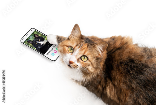 Foto Cat using online dating app on mobile phone