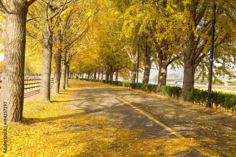 Naklejka premium autumn in the park