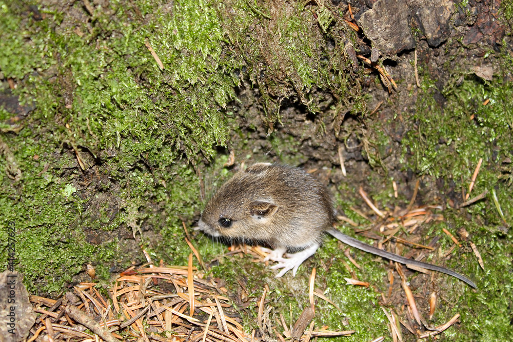 forest mouse leaning on the floor forests with green vegetation forest mouse leaning on the floor forests with green vegetation